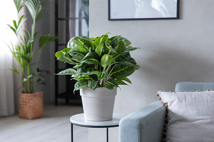 Aglaonema sj&oslash;mannstr&oslash;st